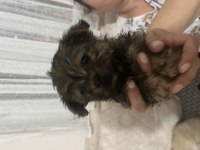45 günlük acil morkie