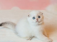 Yılbaşı Hediyeniz Silver Scottish Fold 