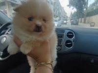 Pomeranian yavrular