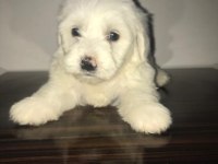Maltese terrier 4 erkek bebiş
