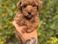 Birbirinden güzel toy poodle yavrularımız