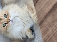 Şecereli golden longhair british 1 yaşında erkek