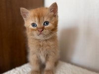 British Longhair 2 Aylık Yavru Kedimiz