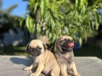 Kalite isteyen pug