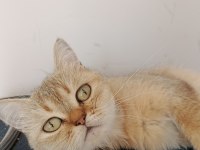 Turuncu british longhair ücretsiz
