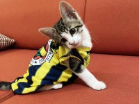 ERKEK KARDEŞ KEDİMİZE ACİL SICAK VE KALICI YUVA