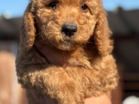 Standart poodle çok şeker yavrularım 