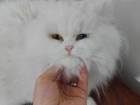 British longhair kedisi