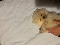 YAVRU BOO 50 GÜNLÜK POMERANİAN BOO