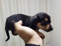 Bebek minyatür pinscher