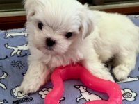 Micro boys bichon frise bebeklerim