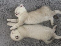 Scottish fold yavrularım erkek-dişi