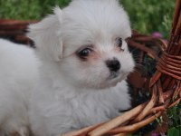 Maltese Yavrular
