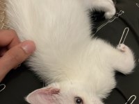 British shorthair inci tanem yeni yuvasını arıyor