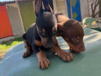 Doberman Yavru Köpeğimiz