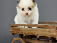 Ufak bebekler pomeranian