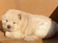 AYI SURAT CHOW CHOW ÇİN ASLANI