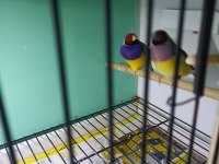 2023 goldian finch hazır takım bilezikli