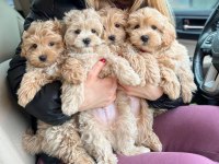Mikro teacup orijinal maltipoo yavrularım