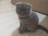 3 Tane Safkan Scottish Fold