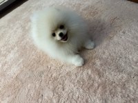 Mikro pomeranian dişi köpeğimiz