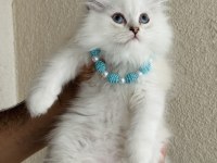 British Longhair Silver Point Yavrular
