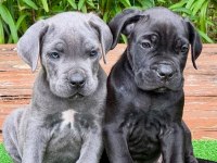 Profesyonel üretim çifliğinden cane Corso kapıda ödeme