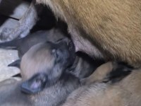 MEŞHUR MALİNOİS PUSU dan Muazzam bebek Maligatorler