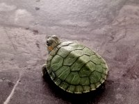 Bebek Kırmızı Yanak Su Kaplumbağaları