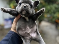 French bulldog bebekler 38 günlük