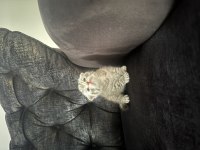 Çanakkale Merkezde Scottish Fold