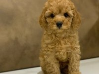 Toy Poodle Yavrular (red, red brown, silver, siyah, apricot)