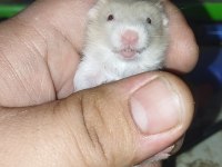 UZUN TÜY TEDDY BEAR HAMSTER YAVRULAR