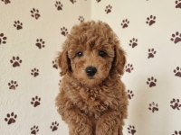 A KALİTE TOY POODLE BEBEKLER
