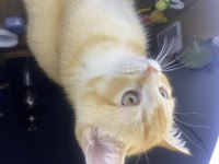 British Shorthair Golden 3 Aylık Oyuncu