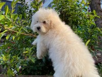 Bichon frise dişi yavrumuz