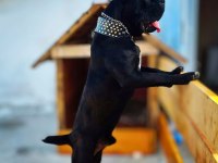 Anneden de Babadan da Dünya Şampiyonu Cane Corso Torunları