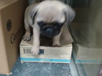 Oyuncu pug bebek