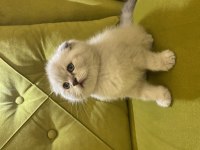 Scottish fold sıfır kulak erkek