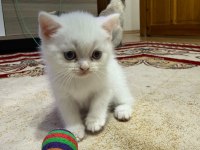 Scottish fold bulu point yavrular