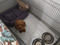 Toy poodle acil verilecektir