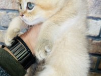 British shorthair golden yavru