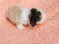 Hollanda teddy lop tavşanımız