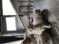Yavru sahiplendirme british shorthair