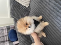 3 Aylık erkek pomeranian boo