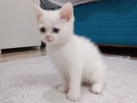 Maviş prenses kedimiz