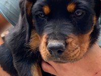 2,5 aylık dişi yavrular sahiplendirilecek rottweiler