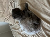 Scottish Fold Gri