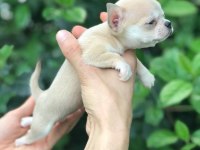 MİKRO TEACUP CHİHUAHUA BEBEĞİM