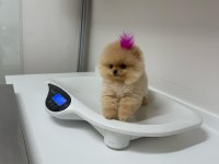 Taş gibi pomeranian boo bebeeeek